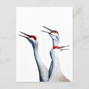 3 Sandhill Cranes Photo Stationery Briefkaart