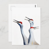 3 Sandhill Cranes Photo Stationery Briefkaart (Voorkant / Achterkant)
