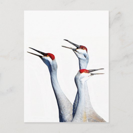 3 Sandhill Cranes Photo Stationery Briefkaart (Voorkant)