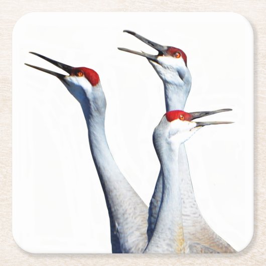 3 Sandhill kranen fotopapier Onderzetter (Voorkant)