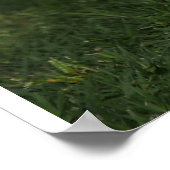 3 Schattige Sint-BernardPuppies in een loop Poster (Hoek)