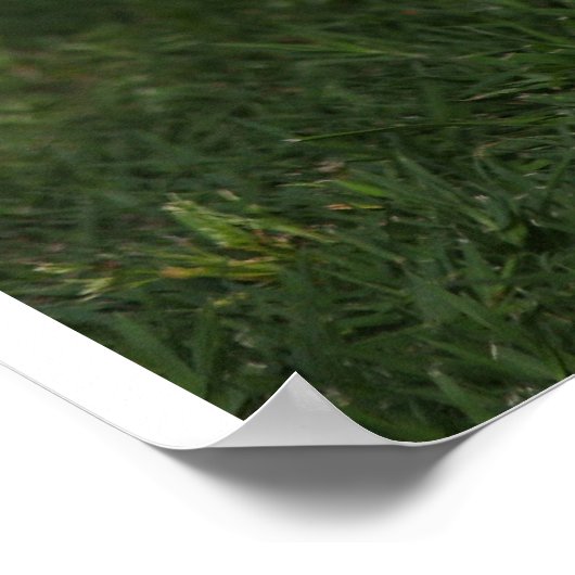 3 Schattige Sint-BernardPuppies in een loop Poster (Hoek)