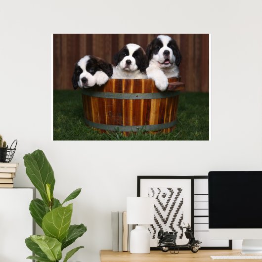 3 Schattige Sint-BernardPuppies in een loop Poster (Thuiskantoor)