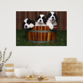 3 Schattige Sint-BernardPuppies in een loop Poster (Keuken)