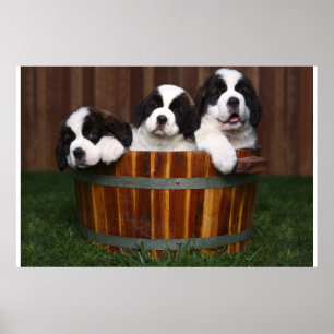 3 Schattige Sint-BernardPuppies in een loop Poster