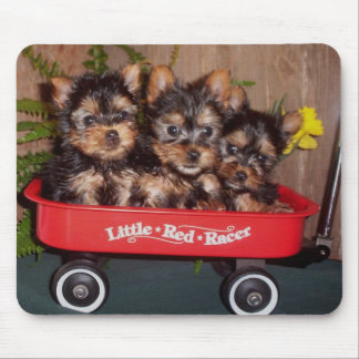 3 Silky Terrier-Puppies Muismat