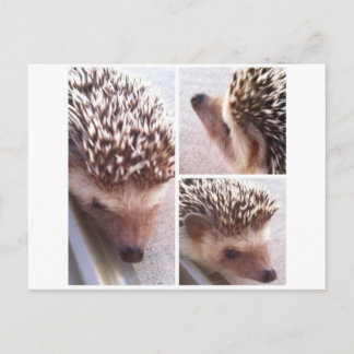 3 Sluiten, Spike Briefkaart