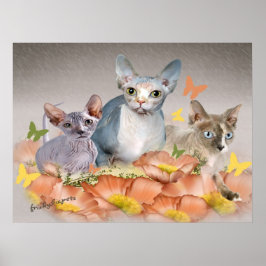 3 sphynx kittens poster