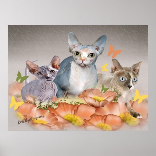 3 sphynx kittens poster (Voorkant)
