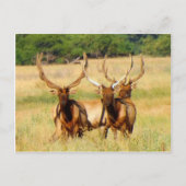 3 stieren (Elk) Briefkaart (Voorkant)