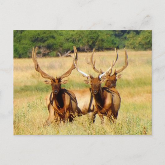 3 stieren (Elk) Briefkaart (Voorkant)
