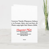 3 Teazles Kaart (Achterkant)