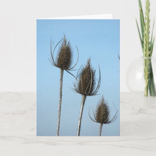 3 Teazles Kaart (Voorkant)