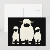 3 Valais Blerkse schapen op rij Briefkaart (Voorkant / Achterkant)