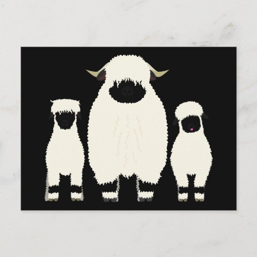 3 Valais Blerkse schapen op rij Briefkaart (Voorkant)