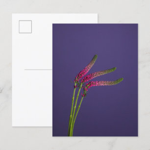 3 Veronica Flowers Briefkaart