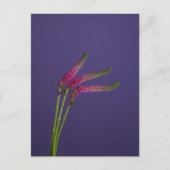 3 Veronica Flowers Briefkaart (Voorkant)