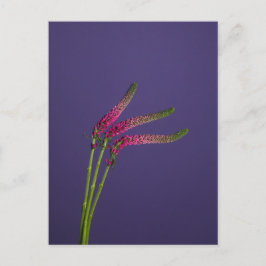 3 Veronica Flowers Briefkaart