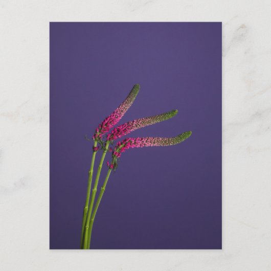 3 Veronica Flowers Briefkaart (Voorkant)