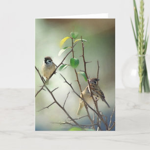 3-Vogels Kaart
