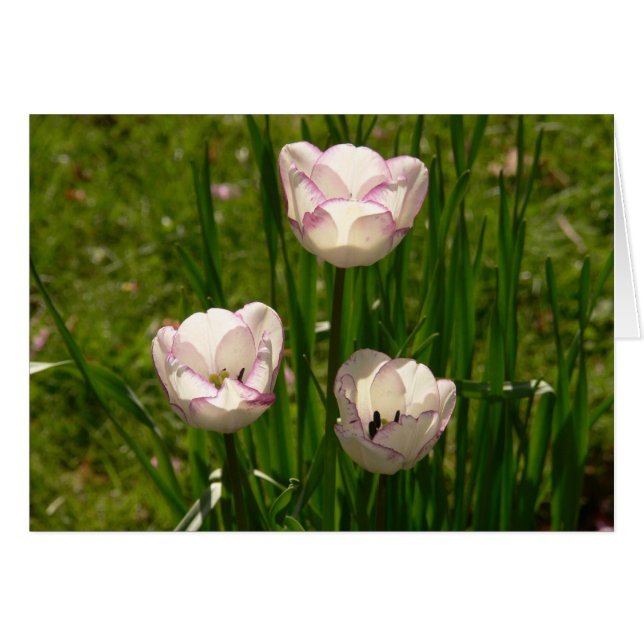 3 White-roze tulpkaart (Voorkant Horizontaal)