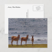 3 Wilde Donkey door het Zee Briefkaart (Voorkant / Achterkant)