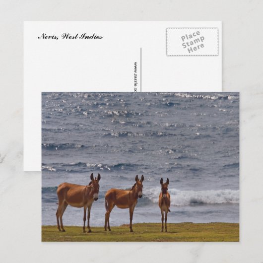 3 Wilde Donkey door het Zee Briefkaart (Voorkant / Achterkant)