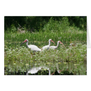 3 witte ibis