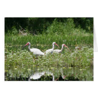 3 witte ibis