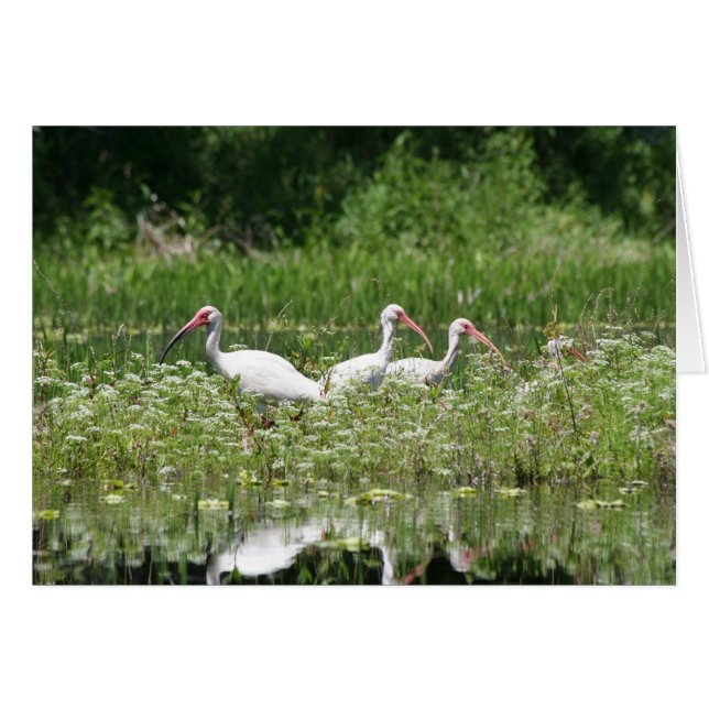 3 witte ibis (Voorkant Horizontaal)