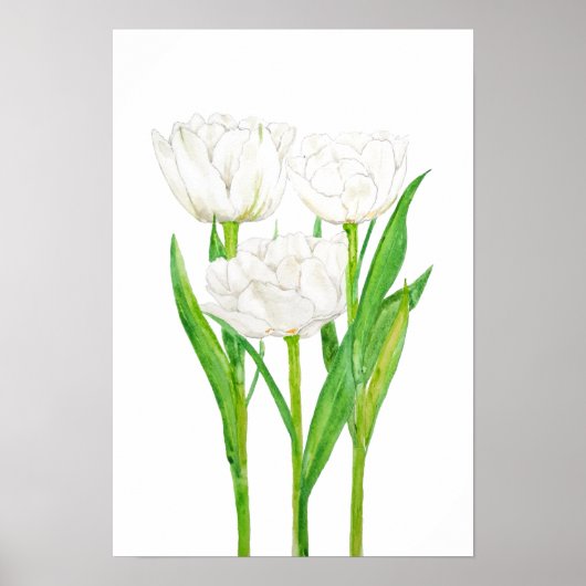 3 witte tulpen waterverf schilderen poster (Voorkant)