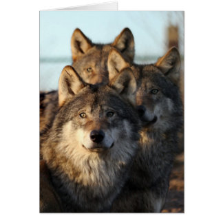 3 wolven