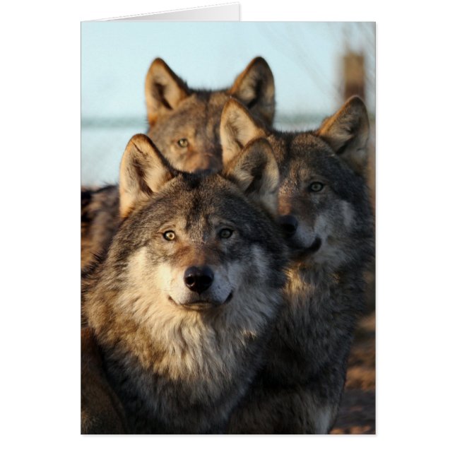 3 wolven (Voorkant)