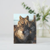 3 wolven briefkaart (Staand voorkant)