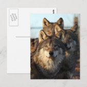 3 wolven briefkaart (Voorkant / Achterkant)