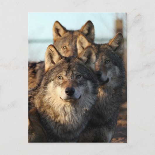 3 wolven briefkaart (Voorkant)