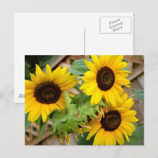 3 Zonnebloemen Briefkaart (Voorkant / Achterkant)