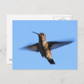 3aJ Hummingbird Flying in a Blue Sky Briefkaart (Voorkant / Achterkant)