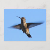 3aJ Hummingbird Flying in a Blue Sky Briefkaart (Voorkant)