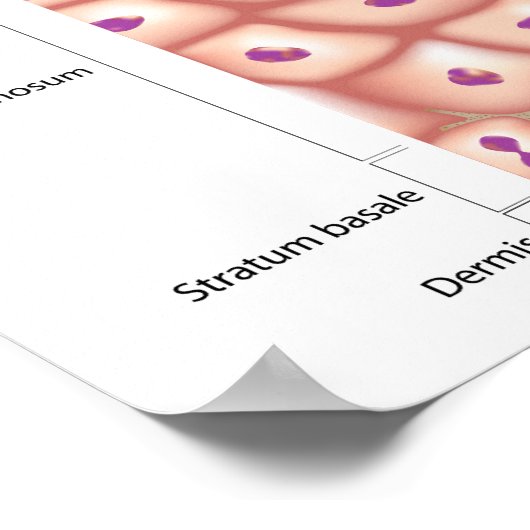 3d anatomie van het Poster epidermis (Hoek)