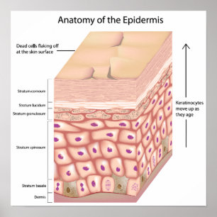 3d anatomie van het Poster epidermis