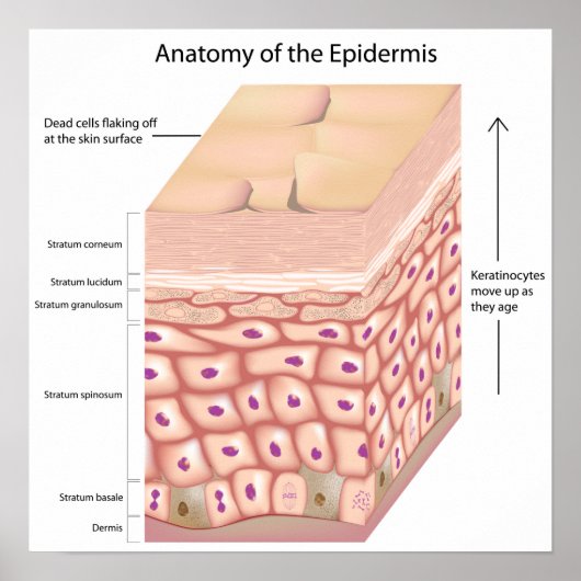 3d anatomie van het Poster epidermis (Voorkant)