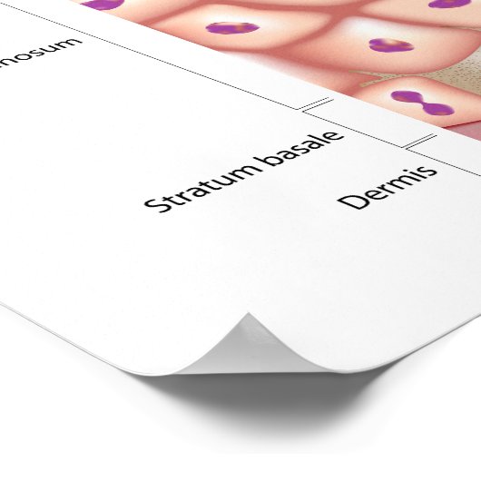 3d anatomie van het Poster epidermis (Hoek)