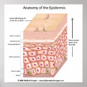 3d anatomie van het Poster epidermis (Voorkant)