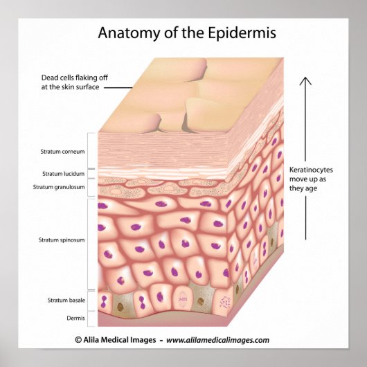 3d anatomie van het Poster epidermis (Voorkant)