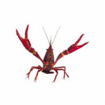 3D Crawfish Ornament Fotobeeldje Ornament<br><div class="desc">3D Crawfish Ornament</div>