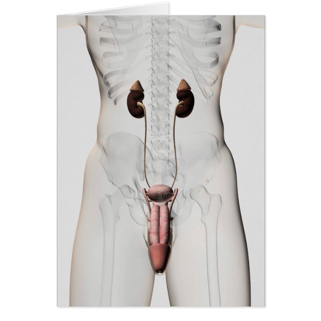 3D Illustratie van het mannelijke voortplantingssy (Voorkant)