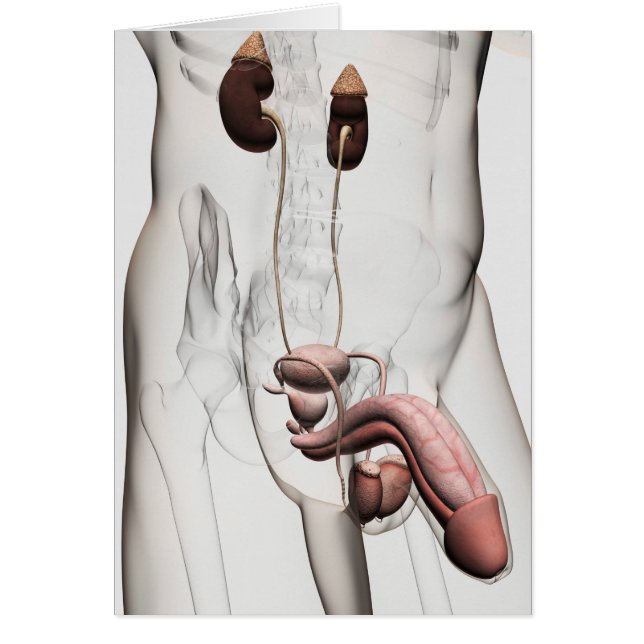 3D Illustratie van het mannelijke voortplantingssy (Voorkant)