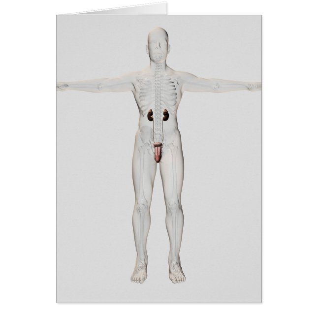 3D Illustratie van het mannelijke voortplantingssy (Voorkant)