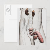 3D Illustratie van het mannelijke voortplantingssy Briefkaart (Voorkant / Achterkant)